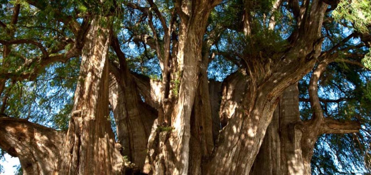 arbol-importante
