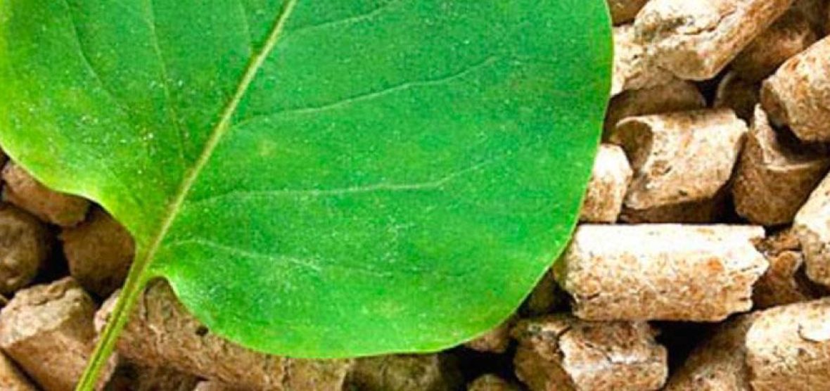 biomasa